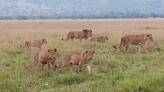 Akagera national park. lions