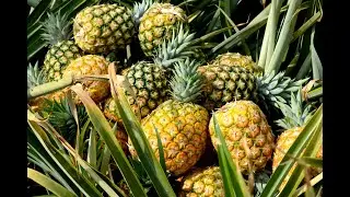 My Top 15 Pineapple Based Fragrances (2020)