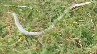 zrzuty poroża jesienne zbiory 2018 - się posypało:) 4 tyka