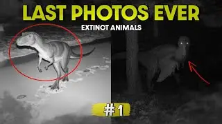5 Last Photo Of EXTINCT ANIMALS | Part1 |Myst Records 