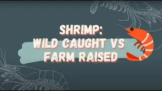 Wild Caught vs Aquaculture Shrimp