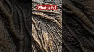 The wonderful world 🌎 of &ldquo;Sea Lilies,&rdquo;fossil finds from the Jurassic Coast!🤔#shorts#fossils