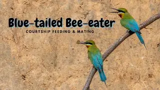 Blue-tailed Bee-eater Courtship Feeding & Mating #bluetailedbeeeater