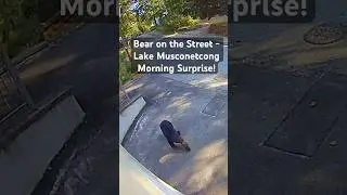 Black Bear Spotted on Lake Musconetcong Street | Late Summer Morning Wildlife Moment #shorts