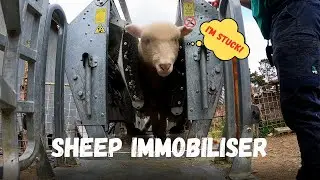 DOES THIS SAVE TIME??? | Peak Hill Sheep Immobiliser | Weaning Poll Dorset Lambs