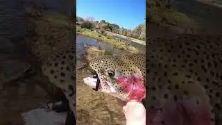 LUCKIEST FISH ALIVE! #short