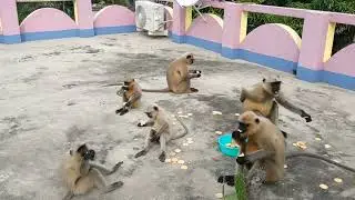 monkey langur feeding!! What does a langur monkey eat?
