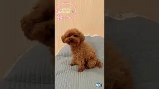 Let&rsquo;s fry some fish? #dogs #puppy #family #собака #мояжизнь