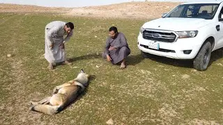 كهوف وقصص وذئاب في كشته جميله وممتعه