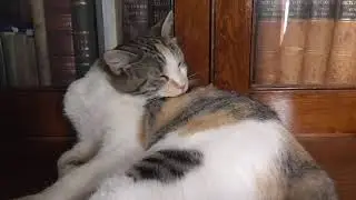Eminent Victorian cats (19th-century / 1800's history, animals, everyday life)