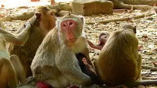 Monkey Jane's family