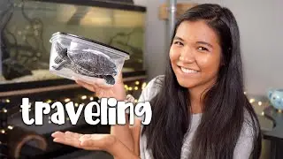 How to safely TRANSPORT your Turtle - Simple Solutions