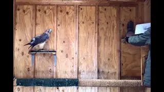 Training a new behavior | Red-tailed Hawk feeding