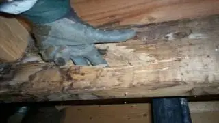 CALL NOW 626-344-2464|Local Track of Pest And Termite Exterminator Altadena:Pest Control Inspection