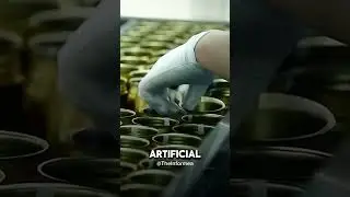 How REDBULL is made (PROCESS)