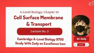 Cell Surface Membrane & Transport | Types Of Transport | Cambridge A-Level Biology 9700