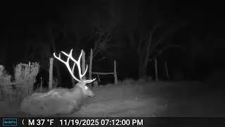 'Duck season!' 'Wabbit season!' 'Shoot me! I'm an elk!'