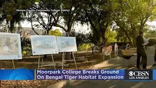 Moorpark College Breaks Ground On $3.5 Million Bengal Tiger Habitat Expansion
