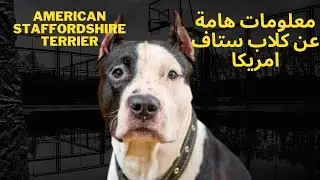 معلومات  هامة عن كلاب ستاف امريكا  Américain staffordshire Terrier
