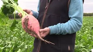 Fosyma Fodder Beet | Excellent for grazing livestock | Easy to harvest | New Variety