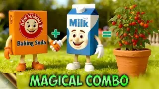 Magical Formula with Baking Soda & Milk vs. Plant Pests | Baking Soda Uses in Garden
