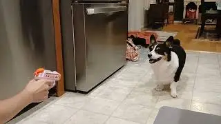 Scooter eats water gun