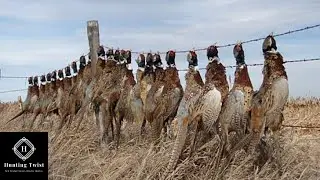 Pheasant Hunting Video in France w Jacky Dulary