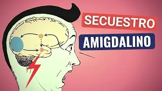 Am&iacute;gdala y Neuromotricidad.