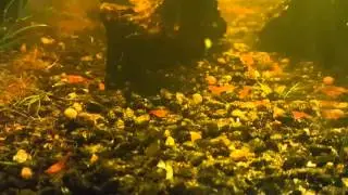Shrimp 10mins after dosing for hydra