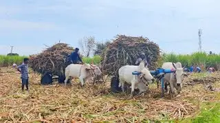 Ongole Bullock Cart Ride | Ongole Bullock Cart Mud Ride
