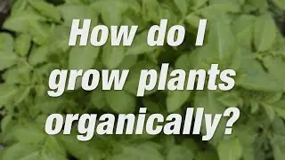 Try Organic Gardening with Nature's Care | Miracle-Gro Canada