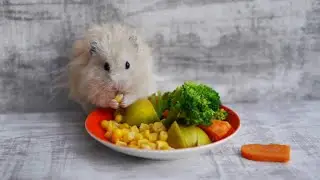What Vegetables Can You Feed Hamsters?