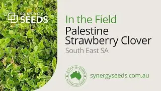 Palestine Strawberry Clover, South East South Australia - Synergy Seeds Australia