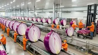 Inside a Massive Onion Processing Factory &ndash; Thousands Peeled Every Minute