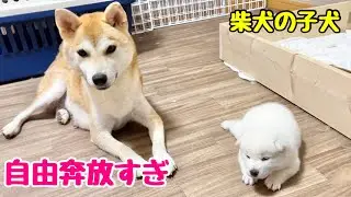 【柴犬 子犬】脱走をマスターして自由気ままにくつろぐ子犬