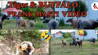 Fake Tiger Prank Buffalo Comedy Video 😂😜