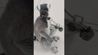 Лемур Джулиан осматривается)) ДЖУНГЛИ ПАРК #животные #animals #cute