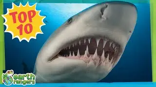 Top 10  Scariest Animal Teeth! | Earth Rangers