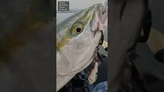 エビランブレードで釣れた｜９月#shorts #fishing #slj #釣り#カヤックフィッシング #メタルジグ #ブレード #ジギング#キャスティング#青物