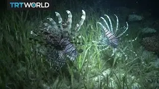 Insight: Invasive Lionfish