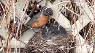 Baby robins feeding and fecal sac removal