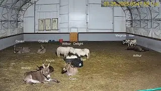 Goldy's Farm Arena Cam