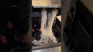 Insane Clone Roots 🌴 My Blue Razzicle 💎 In 24 Site Spray Cloner 💦 Quick Flip DWC 💧6️⃣ Basket 🧺