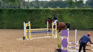 IVES HV: CORNET OBOLENSKY x ARGENTINUS