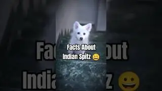 Facts About Indian Spitz #dog #indianspitz