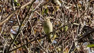 Female Chaffinch late autumn - New Zealand Birds #4k #uhd #birds #newzealandnature