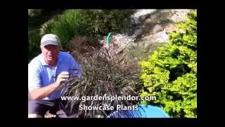 The Secret of GREAT Gardens - Why Fall is a Superb Time for Planting Ornamental Grasses