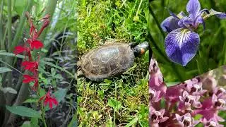 Turtle Conservation with NJ Audubon