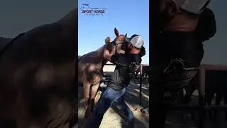 Dr. Mike Adney|Sport Horse Chiropractic, does a chiropractic adjustment on a horse with a sore neck!