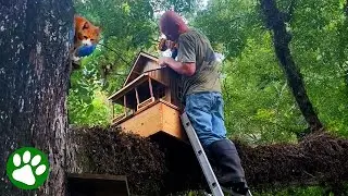 Муж построил домик на дереве для спасённой кошки